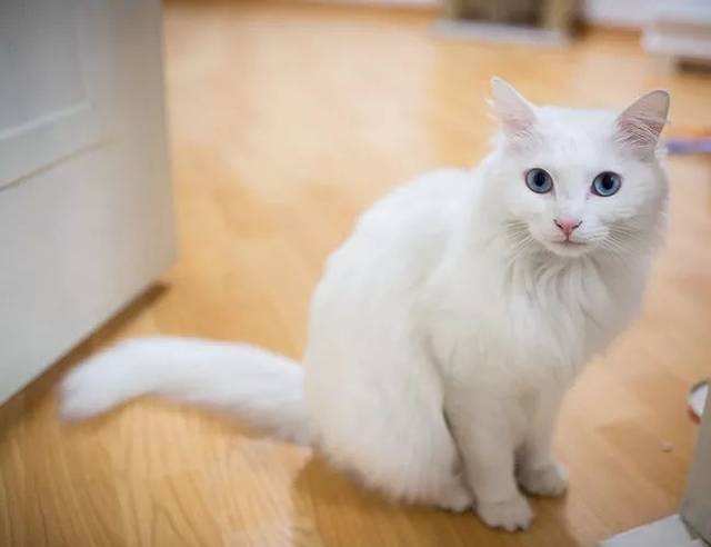 世界十大最长寿的宠物猫2026年本年度热度口碑双榜对比