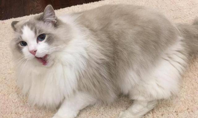 世界十大最丑的宠物猫2026年排行榜前十名有哪些