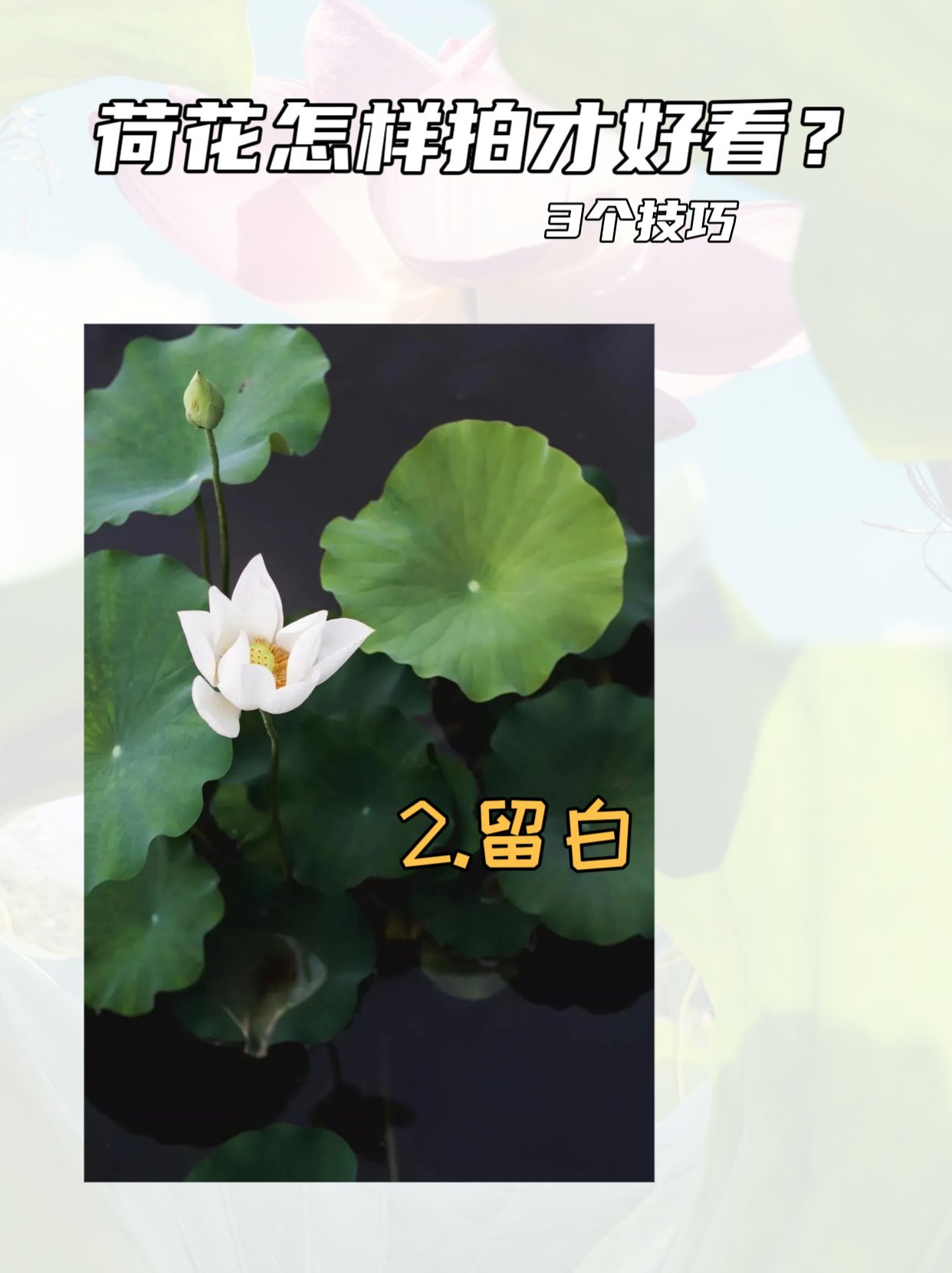 广州十大赏荷花好去处2026年本年度热度口碑双榜对比