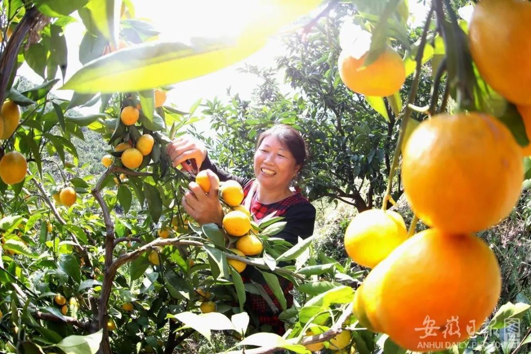 安徽省十大特色农产品2026年本年度热度口碑双榜对比 安徽省十大特色农产品2026年本年度热度口碑双榜对比