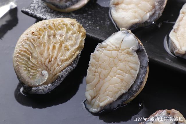 十大最贵鲍鱼品种2026年本年度热度口碑双榜对比