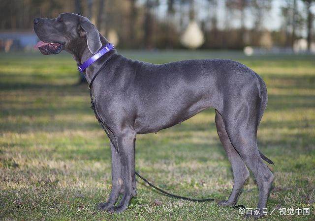 世界上对小孩最友善的十大犬种2026年本年度热度口碑双榜对比