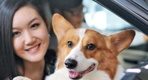 世界十大最长寿的犬种2026年本年度热度口碑双榜对比