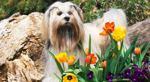 世界十大最长寿的犬种2026年本年度热度口碑双榜对比