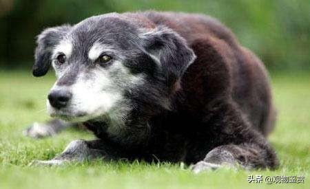 世界十大最长寿的犬种2026年本年度热度口碑双榜对比