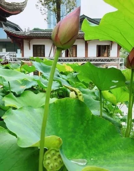肇庆十大赏荷花好去处2026年本年度热度口碑双榜对比 肇庆十大赏荷花好去处2026年本年度热度口碑双榜对比