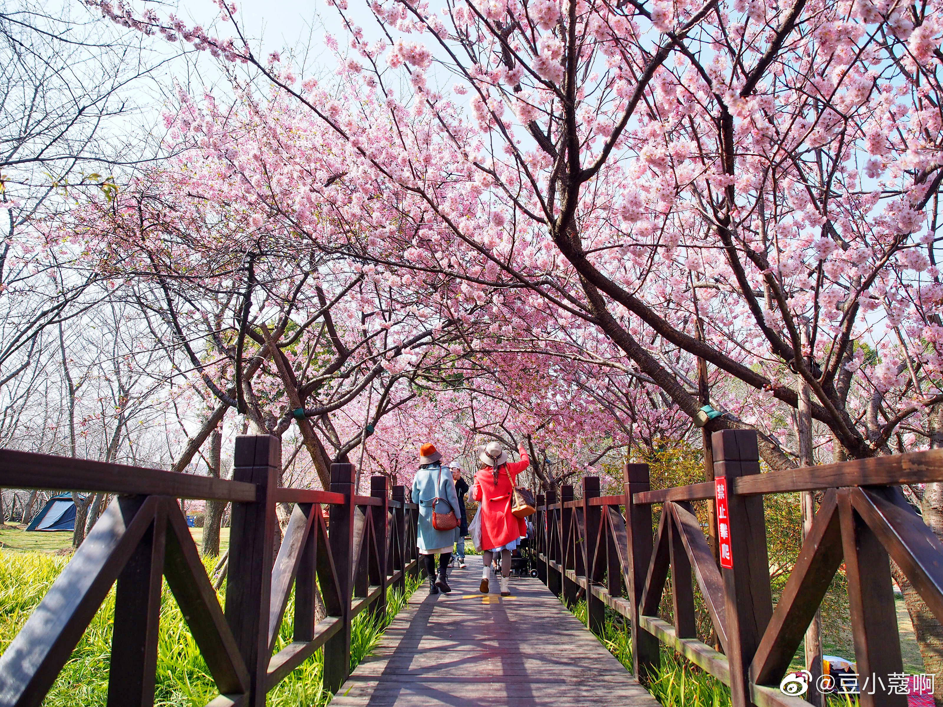 河北十大赏花胜地2026年本年度热度口碑双榜对比